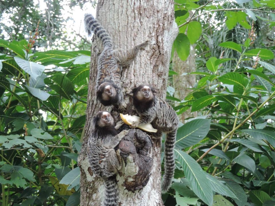 Pousada Dona Francisca Florianópolis Buitenkant foto