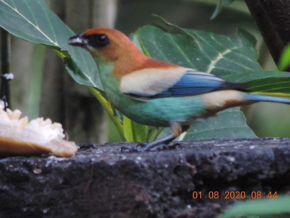 Pousada Dona Francisca Florianópolis Buitenkant foto